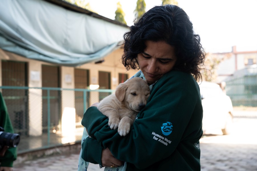 Mars Impact Fund Launches India Programme with Humane World for Animals to Advance Science-Led Dog Population Management